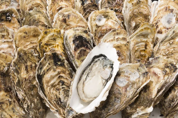 Oyster　 Shell　　Seafood Royalty Free Stock Images